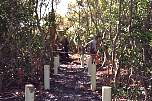 footings sleeved mangrove area nudgee beach.jpg